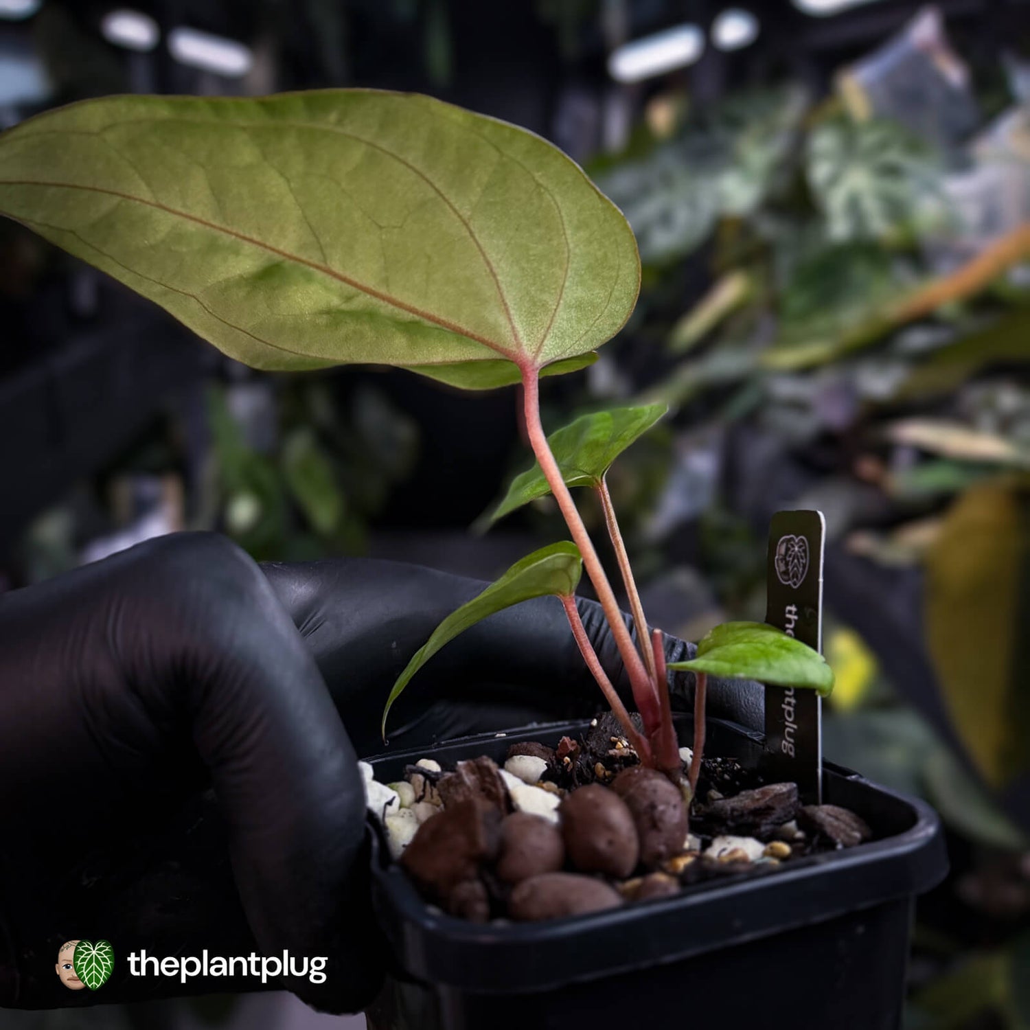 Anthurium 'Scarlet Moon' x (antolakii 'Felix' x kuna) • first release