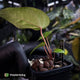 Anthurium 'Scarlet Moon' x (antolakii 'Felix' x kuna) • first release