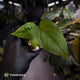 Anthurium 'Scarlet Moon' x (antolakii 'Felix' x kuna) • first release