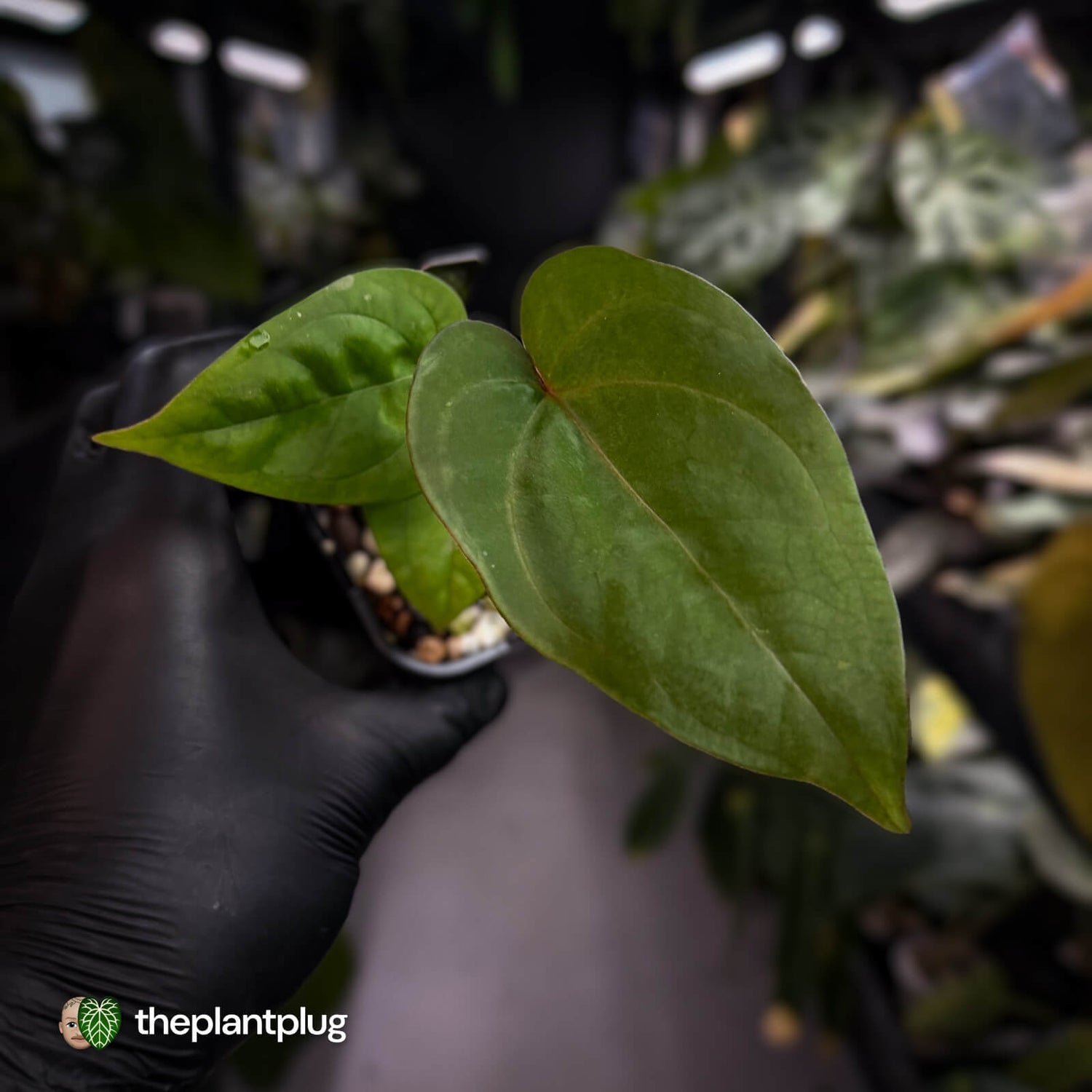 Anthurium 'Scarlet Moon' x (antolakii 'Felix' x kuna) • first release