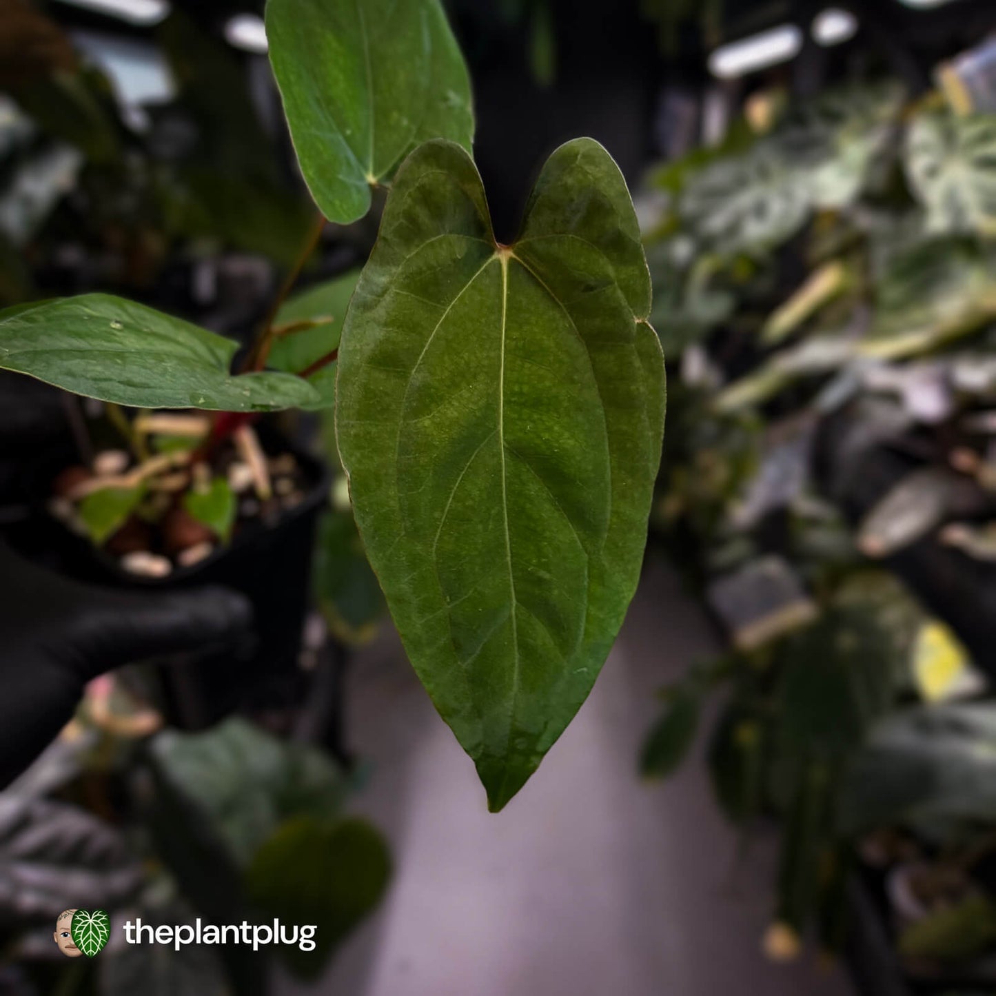 Anthurium 'RVDP' x papillilaminum 'RL' s1