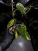 Philodendron micans • variegated