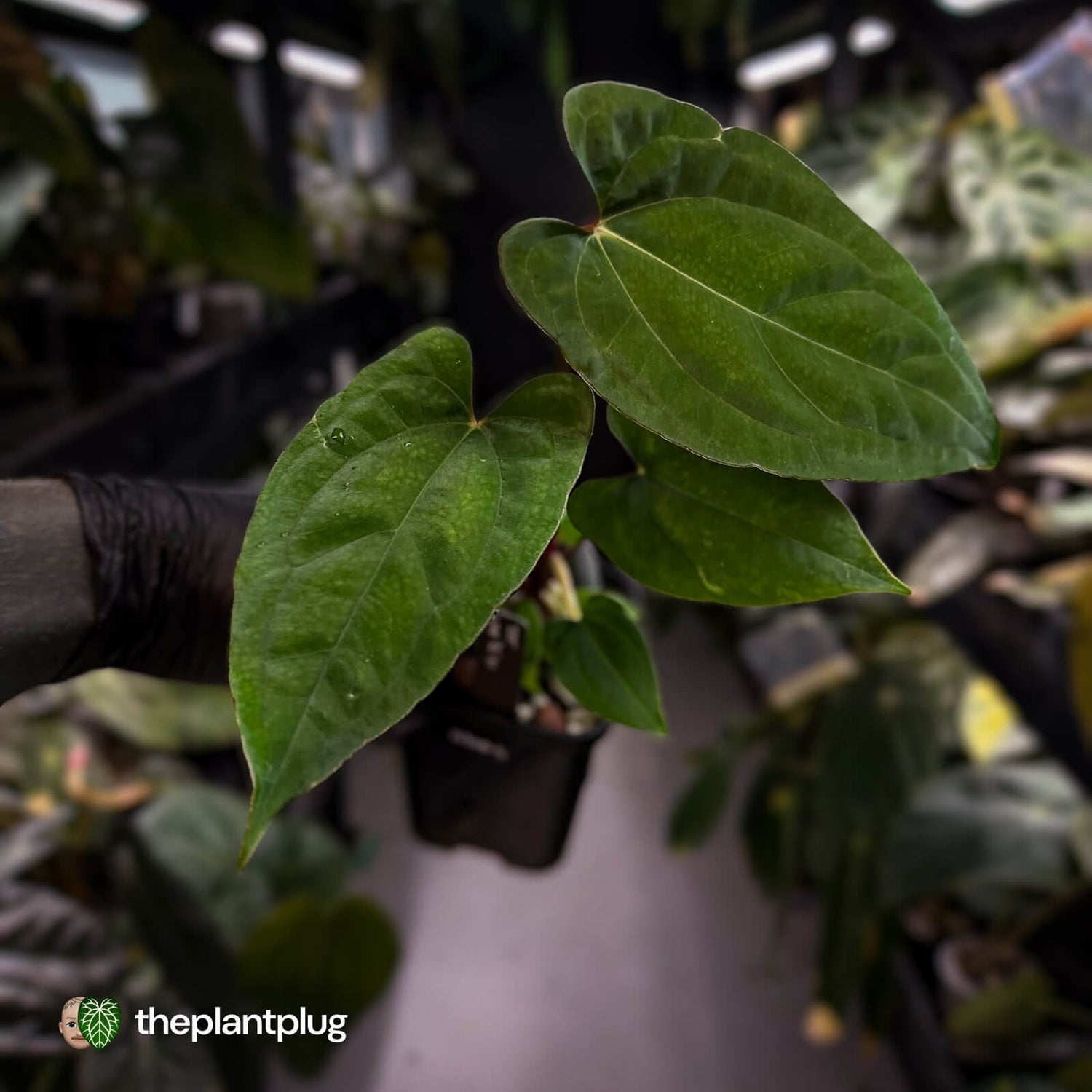 Anthurium 'RVDP' x papillilaminum 'RL' s1