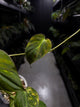 Philodendron micans • variegated