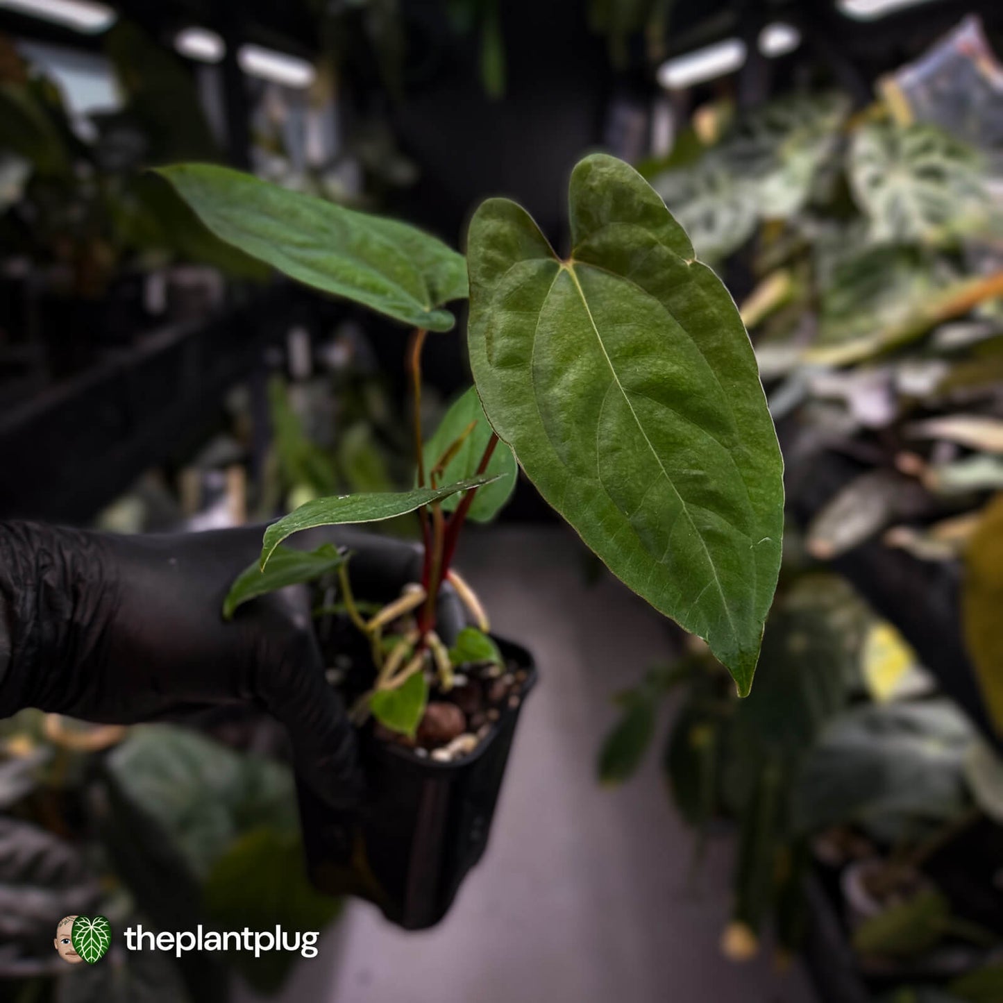 Anthurium 'RVDP' x papillilaminum 'RL' s1