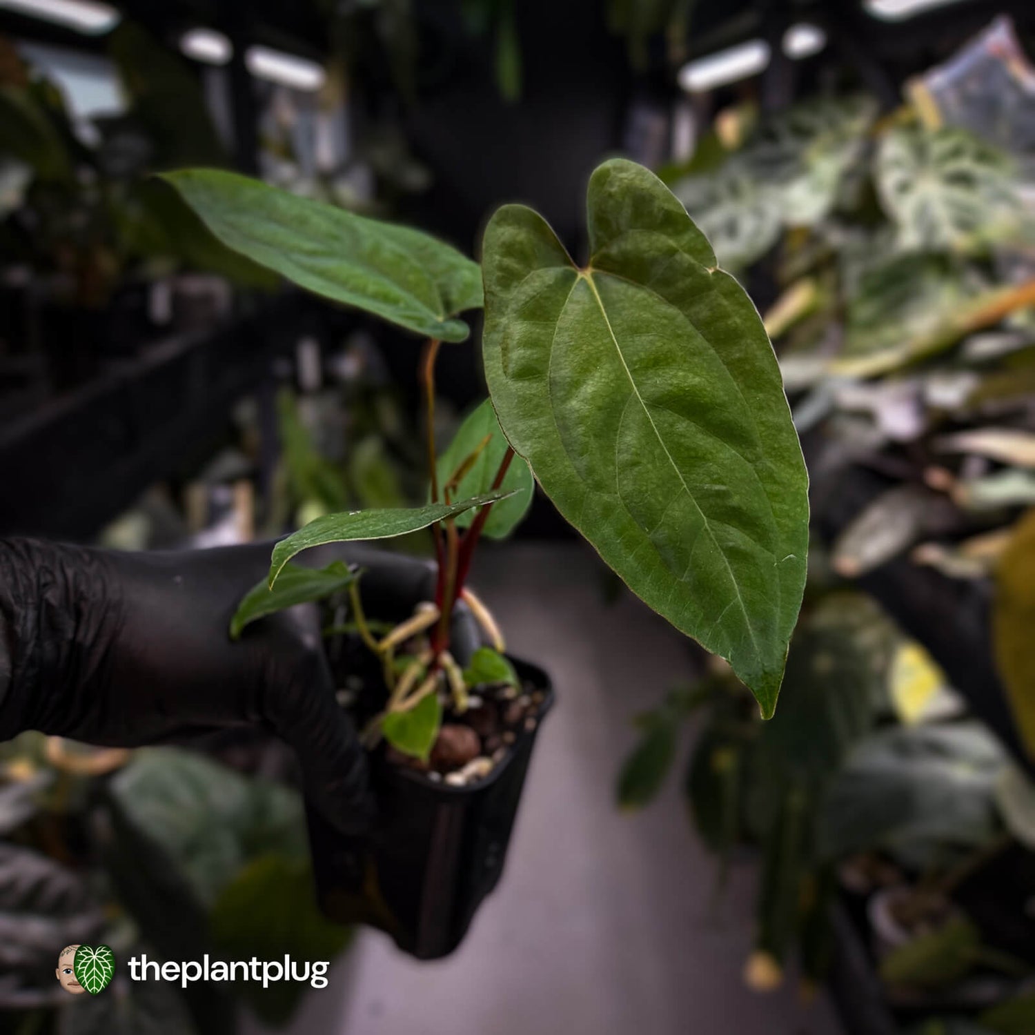 Anthurium 'RVDP' x papillilaminum 'RL' s1