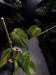 Philodendron micans • variegated