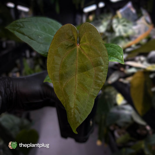 Anthurium 'RVDP' x papillilaminum 'RL' s1