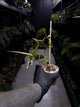 Philodendron micans • variegated