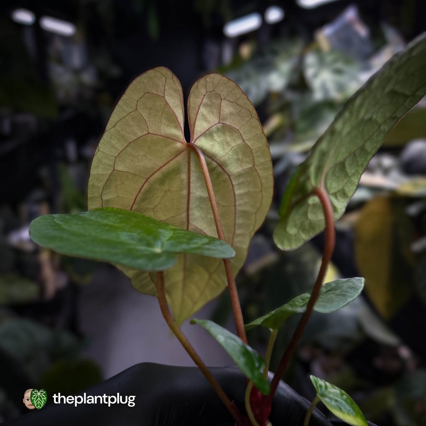 Anthurium 'RVDP' x papillilaminum 'RL' s1