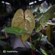 Anthurium 'RVDP' x papillilaminum 'RL' s1