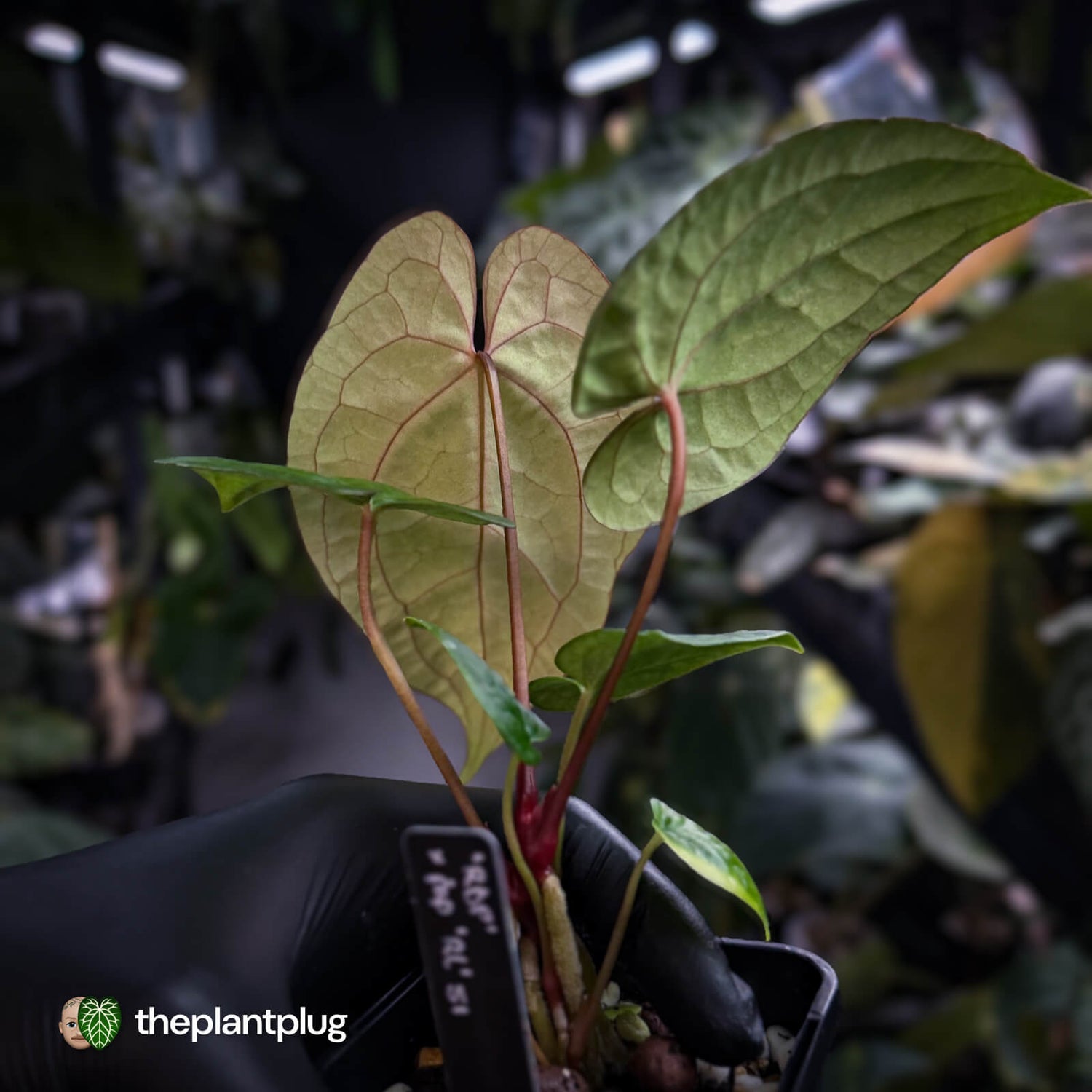 Anthurium 'RVDP' x papillilaminum 'RL' s1