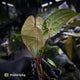Anthurium 'RVDP' x papillilaminum 'RL' s1