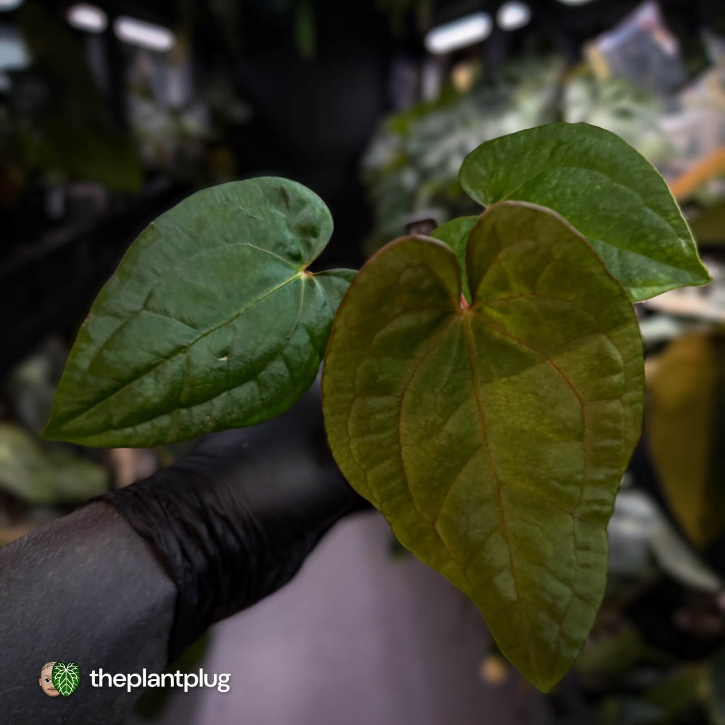 Anthurium 'RVDP' x papillilaminum 'RL' s1