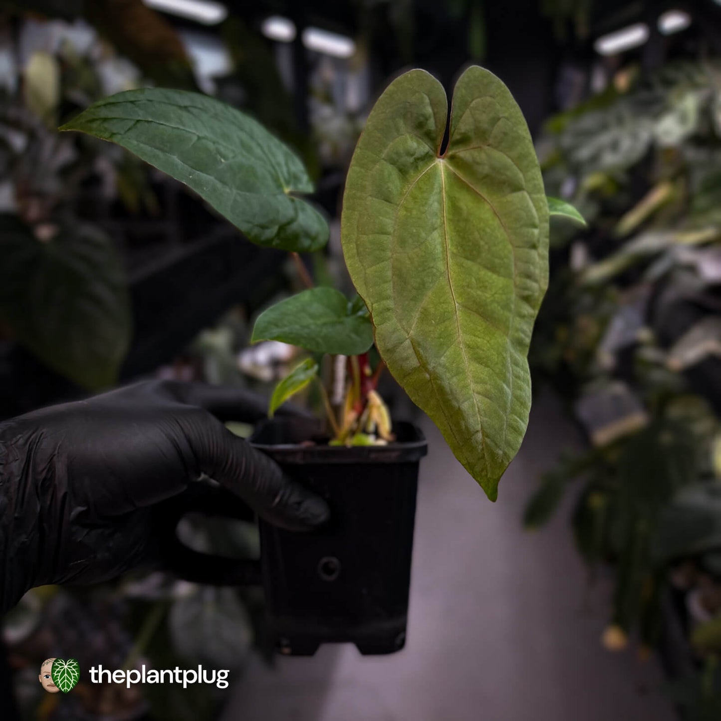 Anthurium 'RVDP' x papillilaminum 'RL' s1