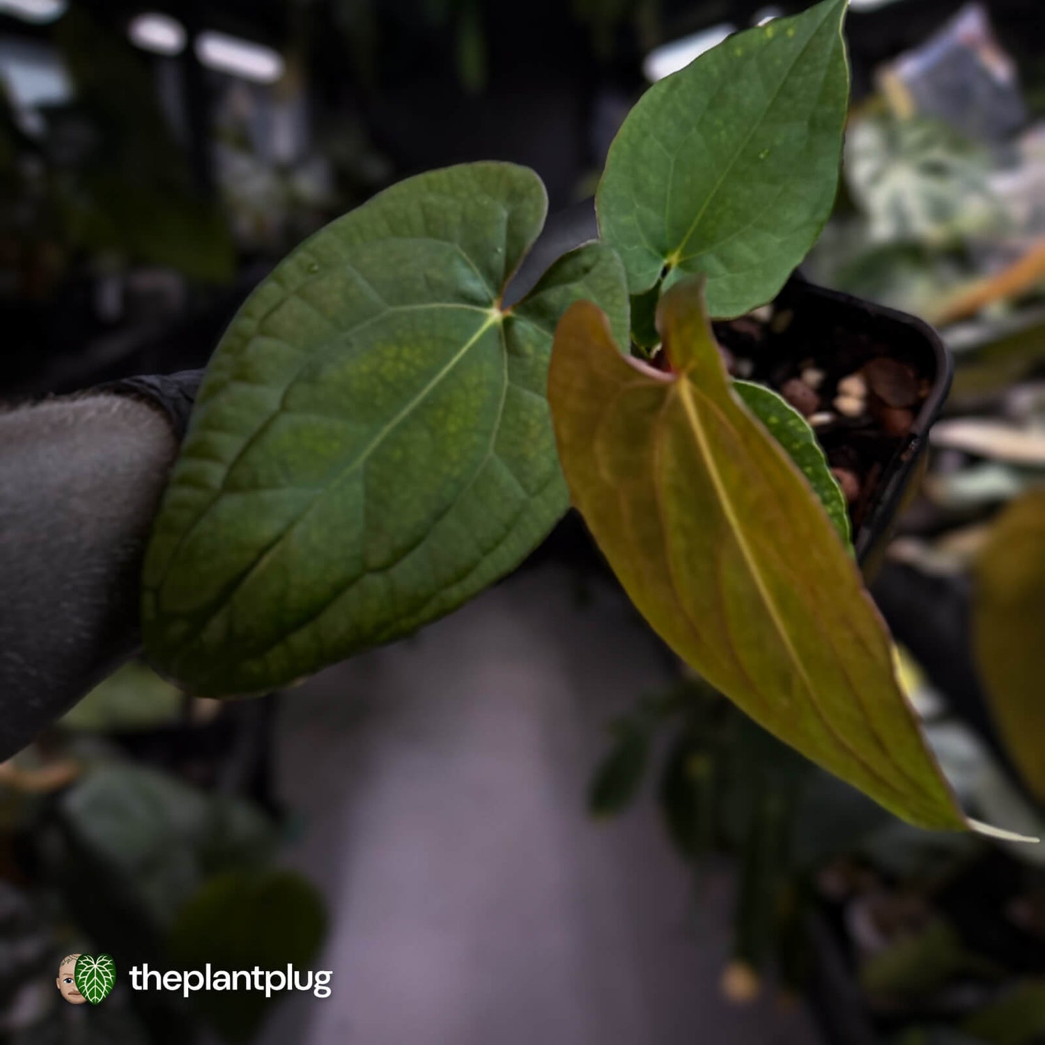 Anthurium 'RVDP' x papillilaminum 'RL' s1