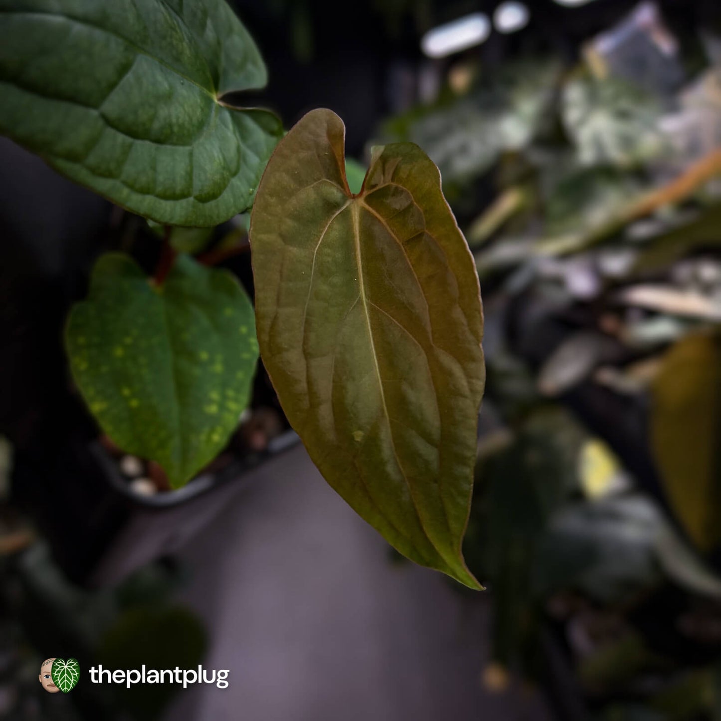 Anthurium 'RVDP' x papillilaminum 'RL' s1