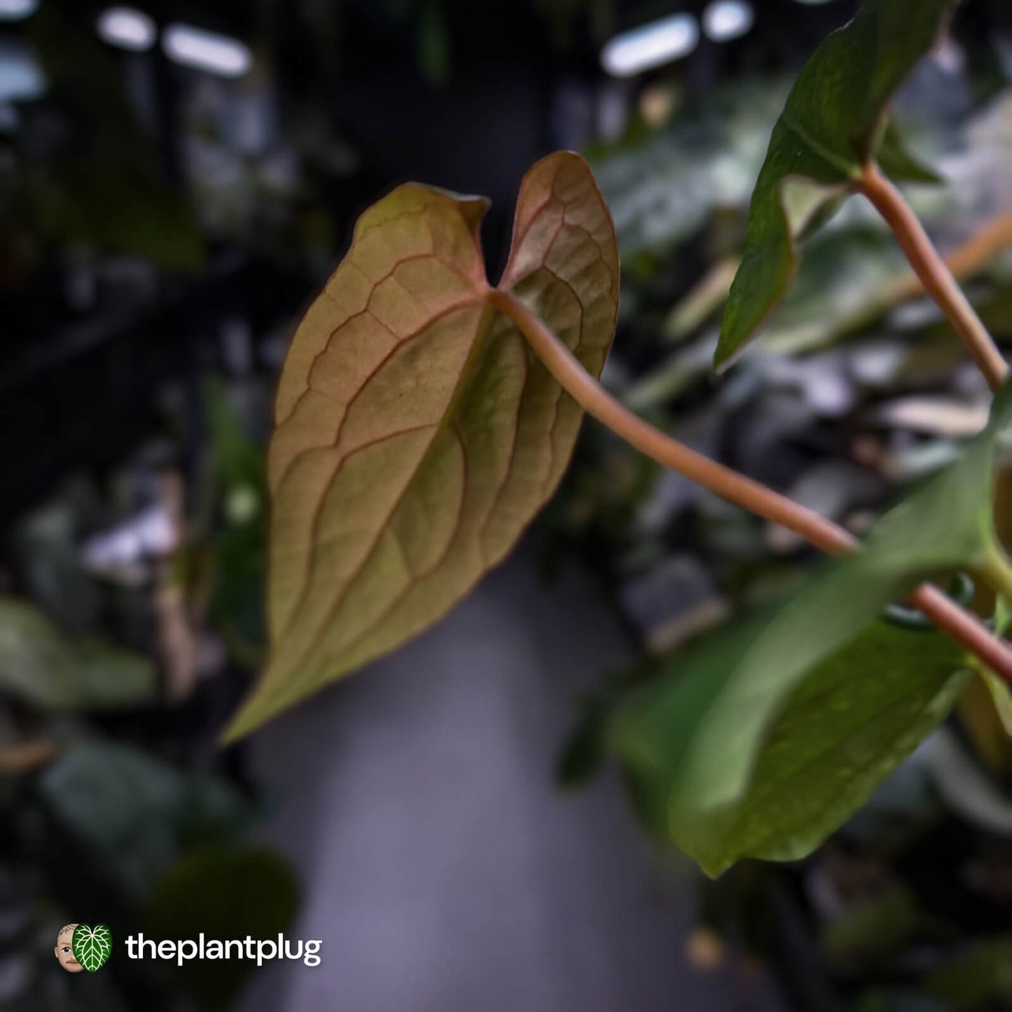 Anthurium 'RVDP' x papillilaminum 'RL' s1