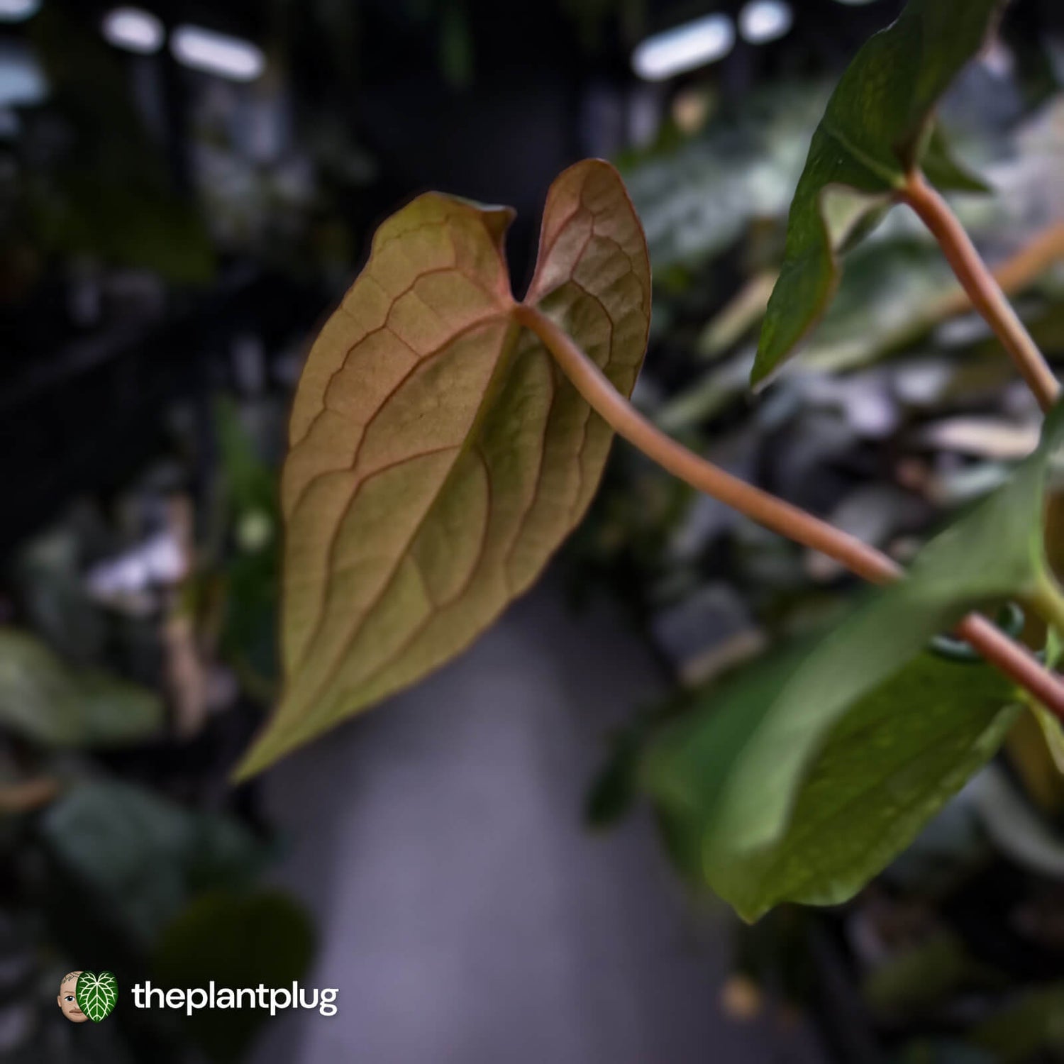 Anthurium 'RVDP' x papillilaminum 'RL' s1