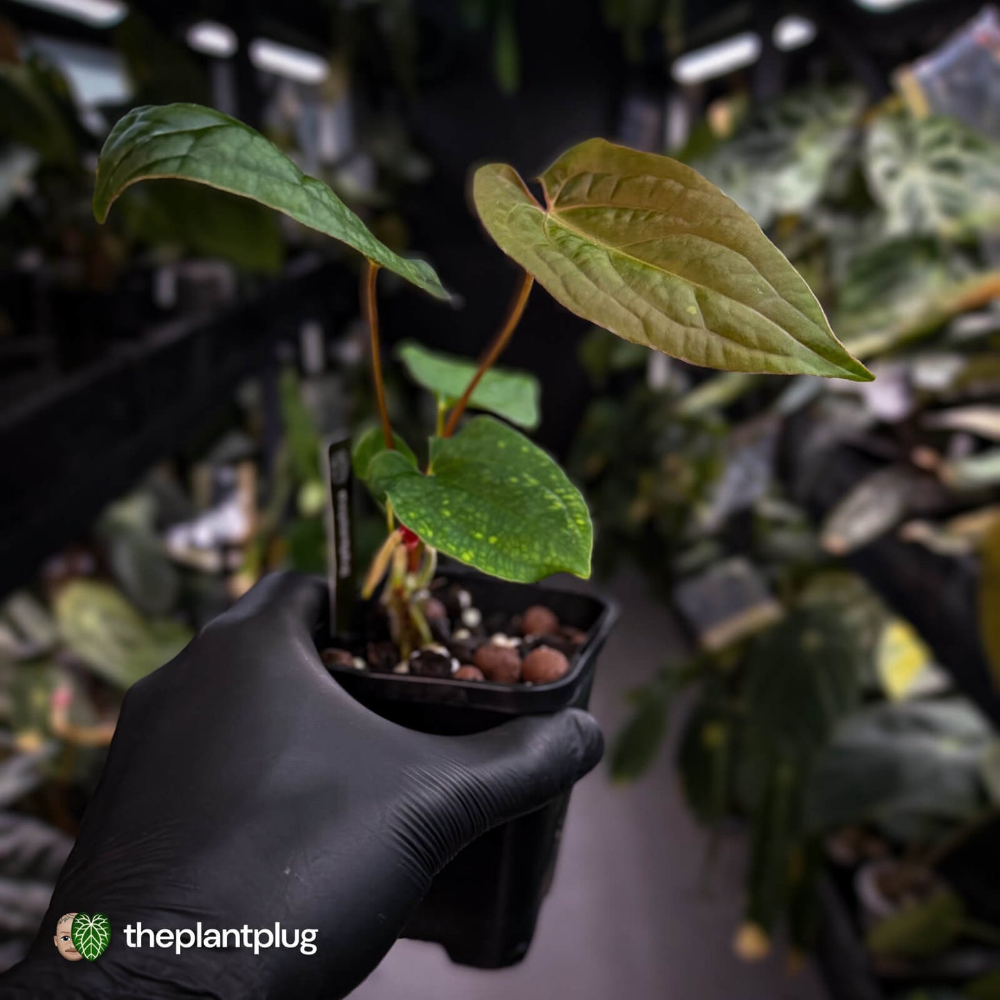 Anthurium 'RVDP' x papillilaminum 'RL' s1