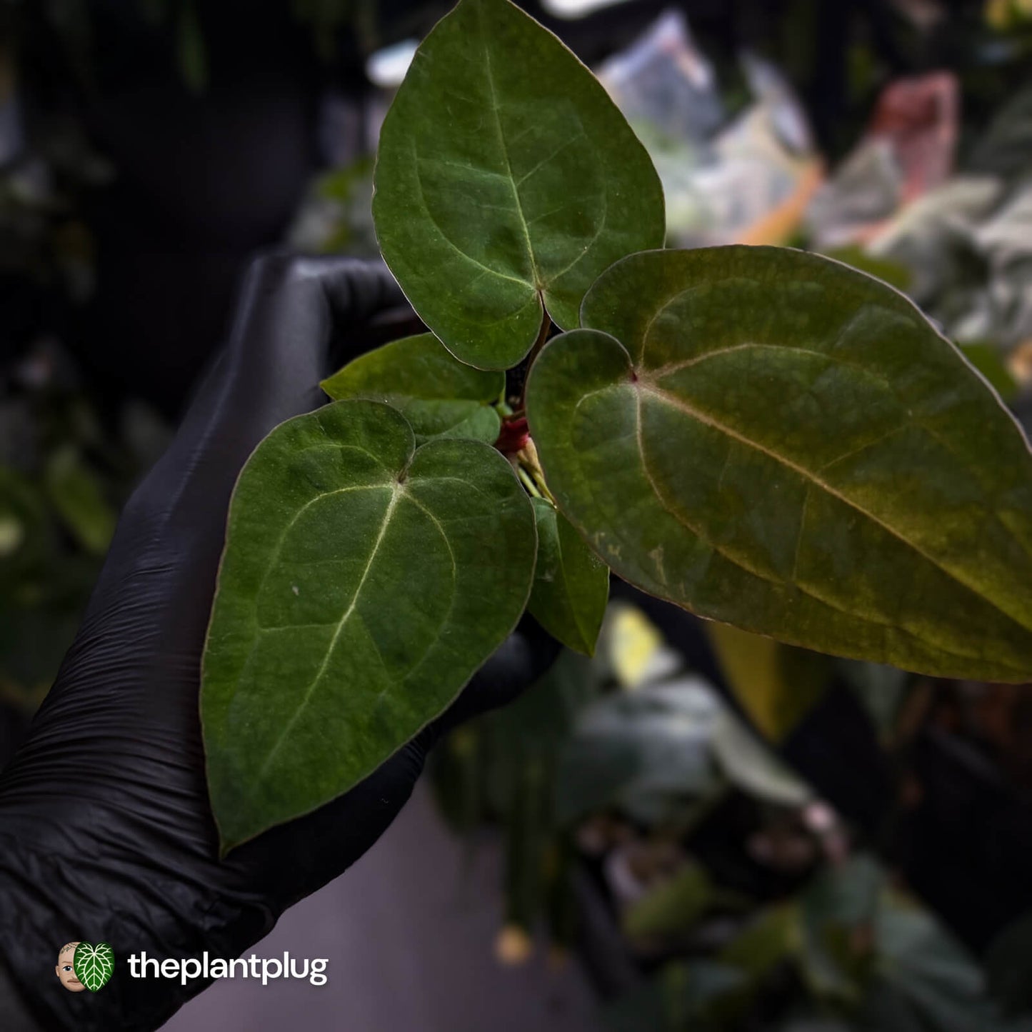 Anthurium 'Michelle' x 'RDP'