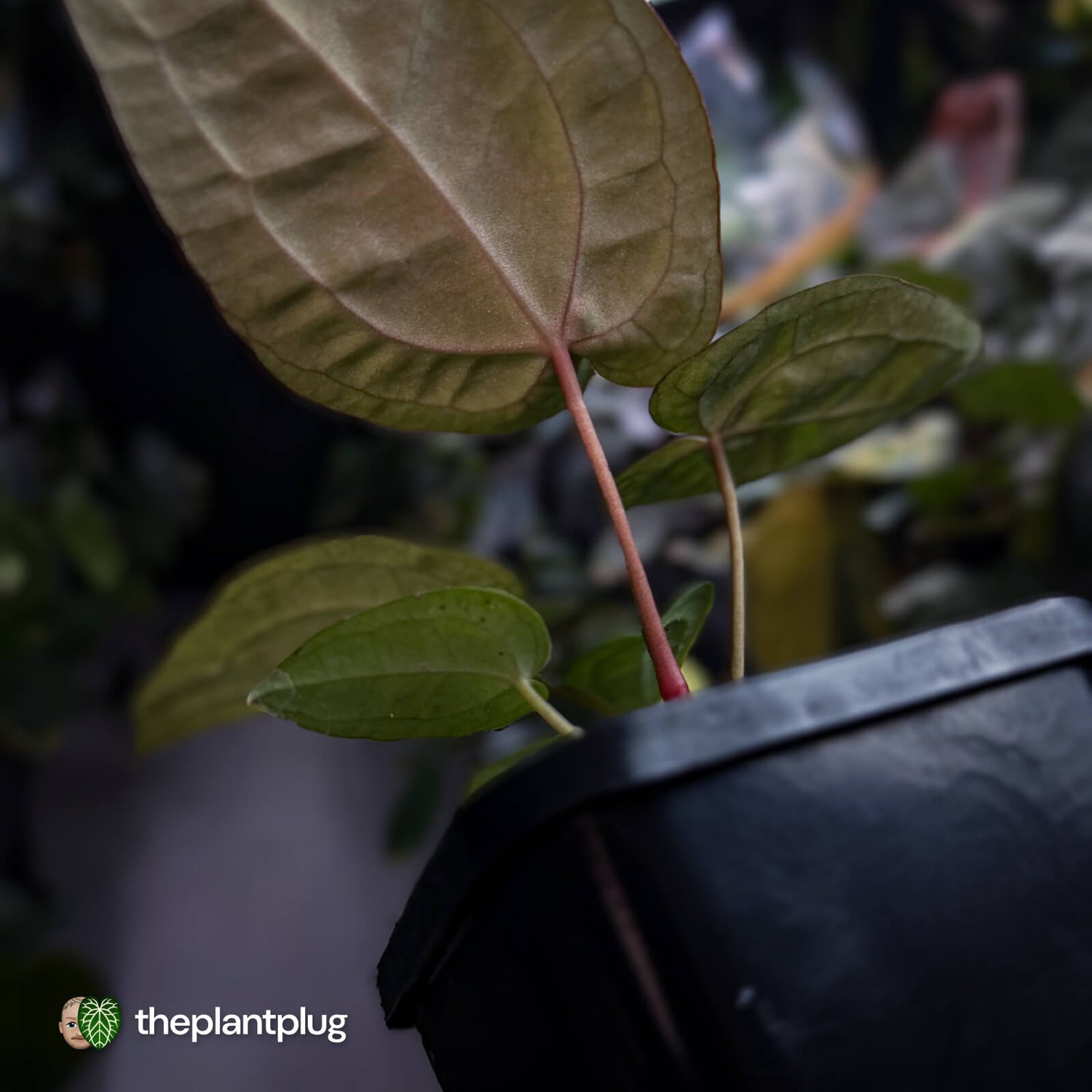 Anthurium 'Michelle' x 'RDP'