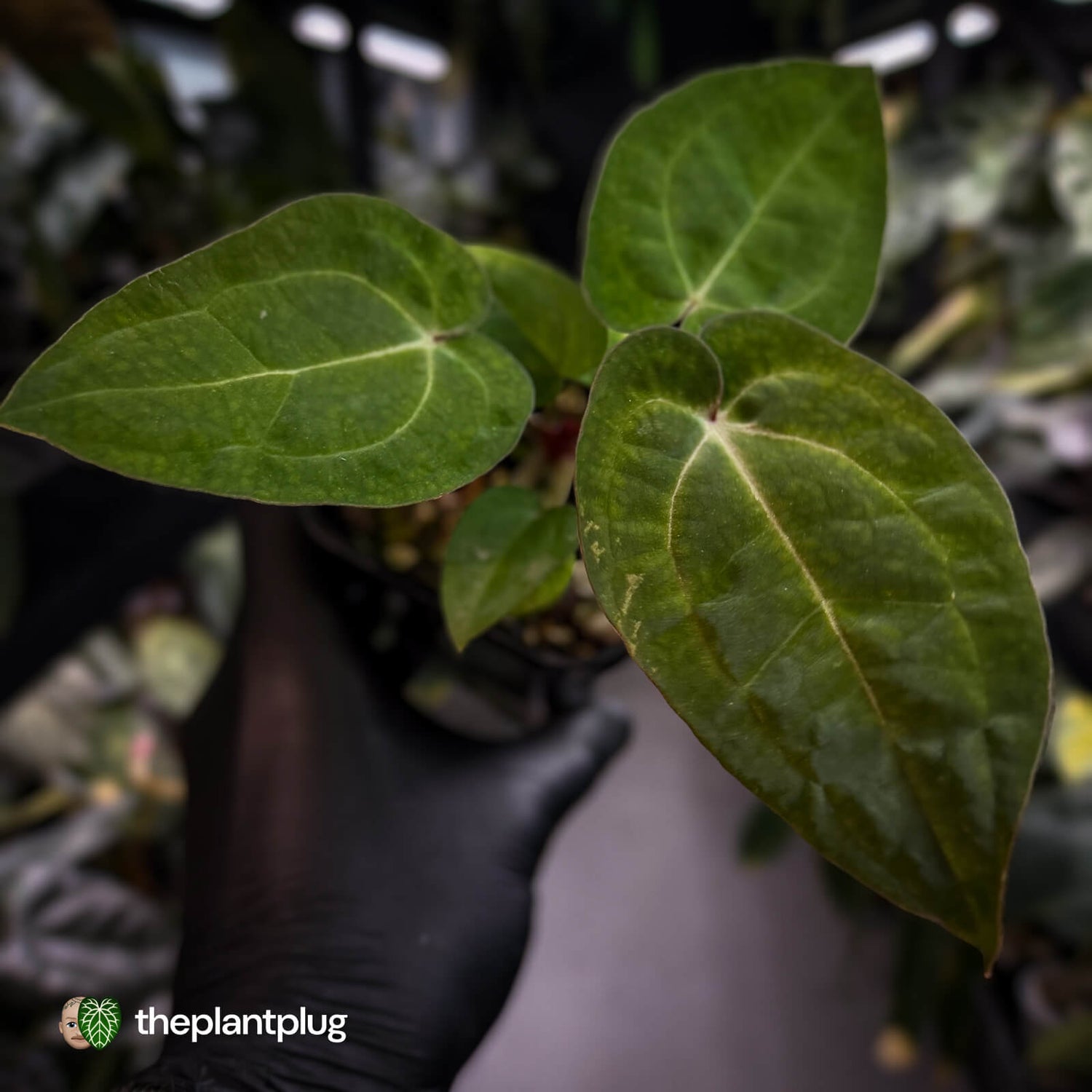 Anthurium 'Michelle' x 'RDP'