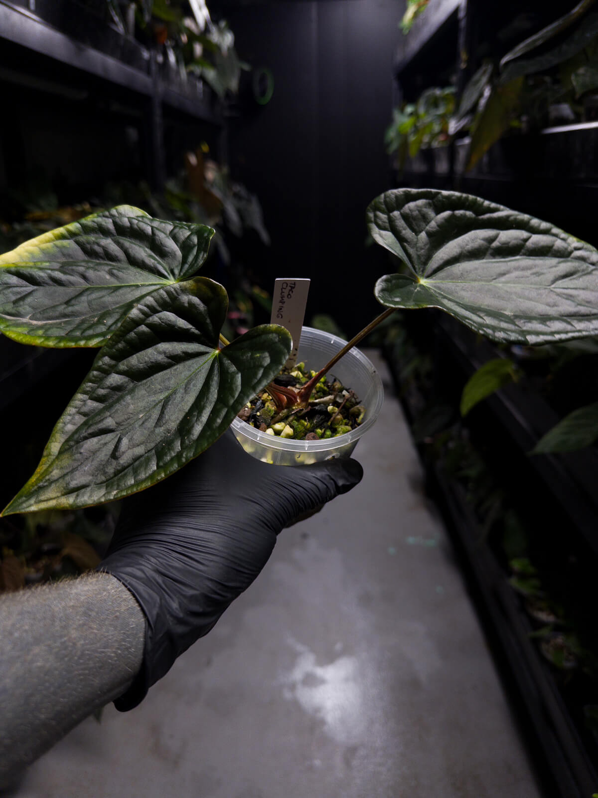 anthurium cena Anthurium #TacoTuesdays • luxurians hybrid mutation – The Plant Plug