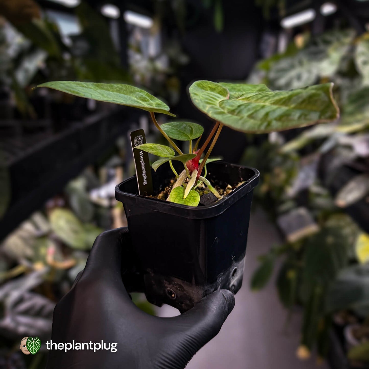 Anthurium 'Michelle' x 'RDP'