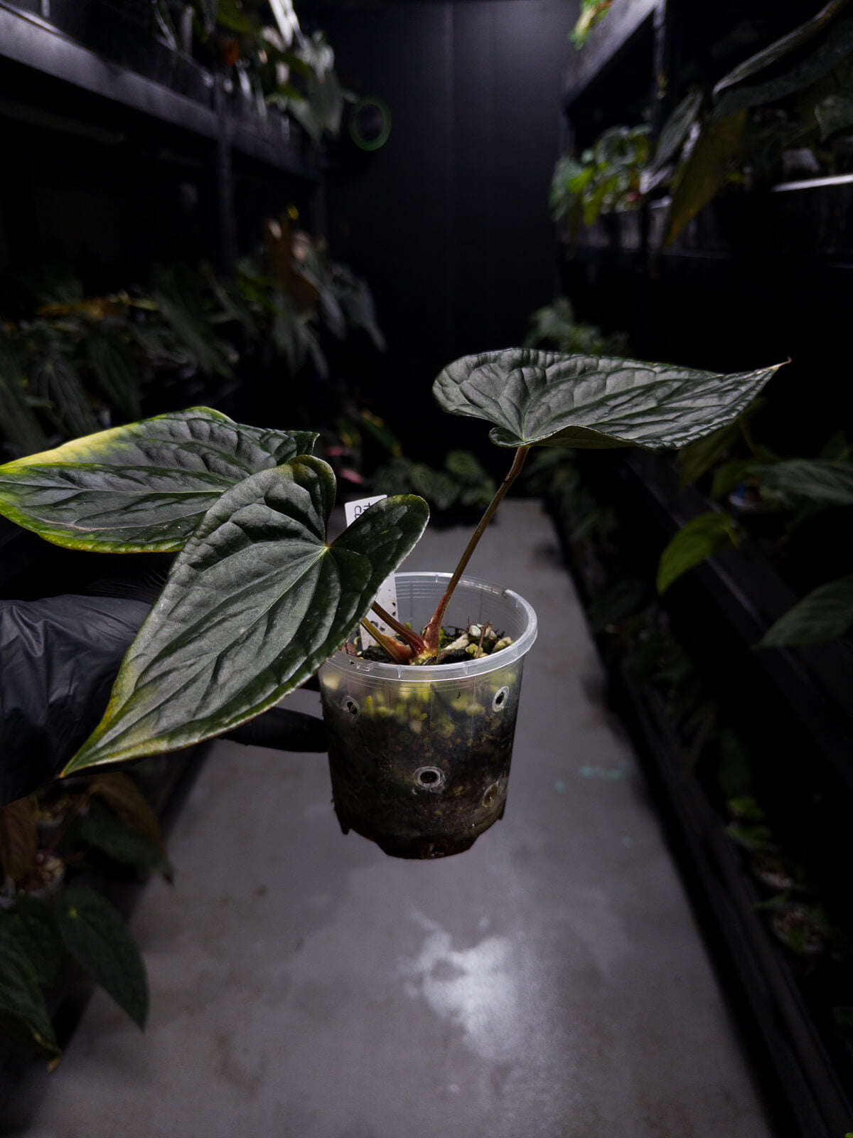 anthurium luxurians petiole Anthurium #TacoTuesdays • luxurians hybrid mutation – The Plant Plug