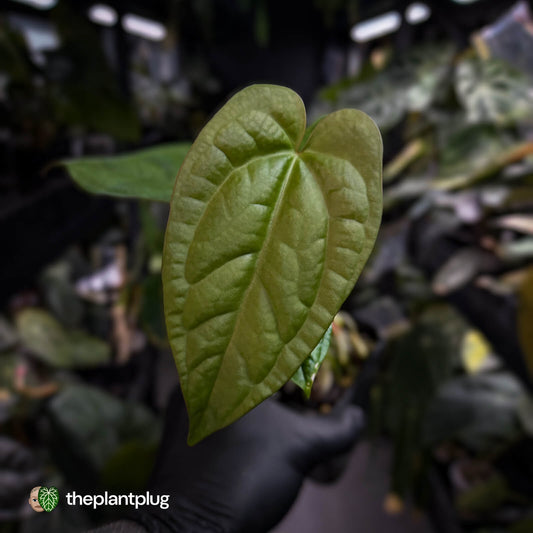 Anthurium crystallinum x 'Guatemalan NOID'