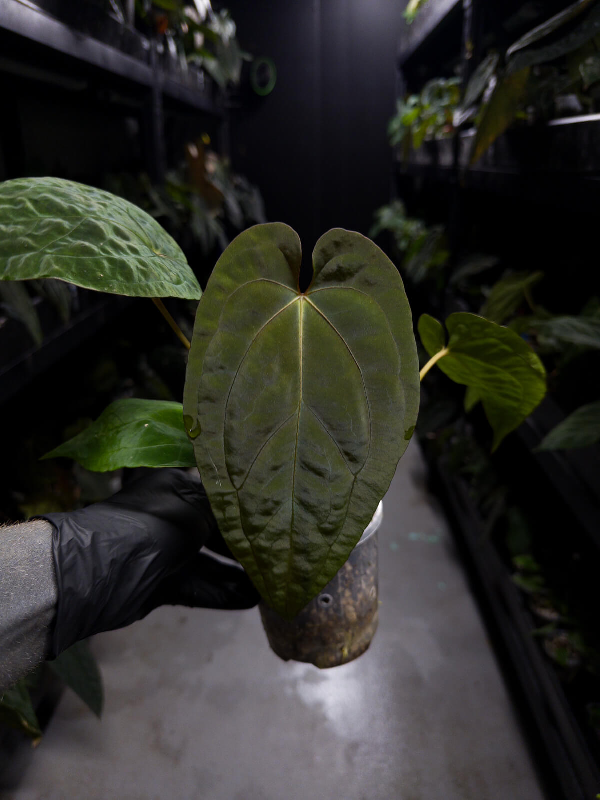 Anthurium papillilaminum hybrid 'Dropbear' x unknown • red veins
