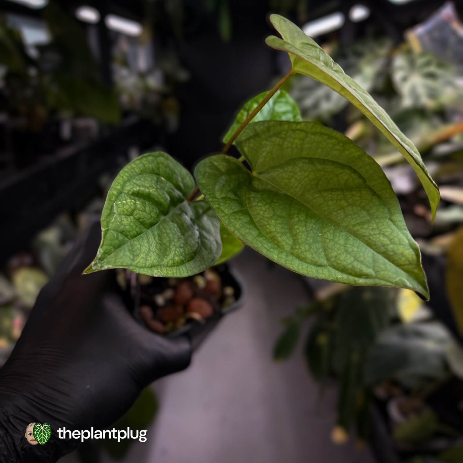 Anthurium crystallinum x 'Guatemalan NOID'