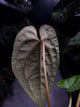 Anthurium papillilaminum hybrid 'Dropbear' x unknown • red veins