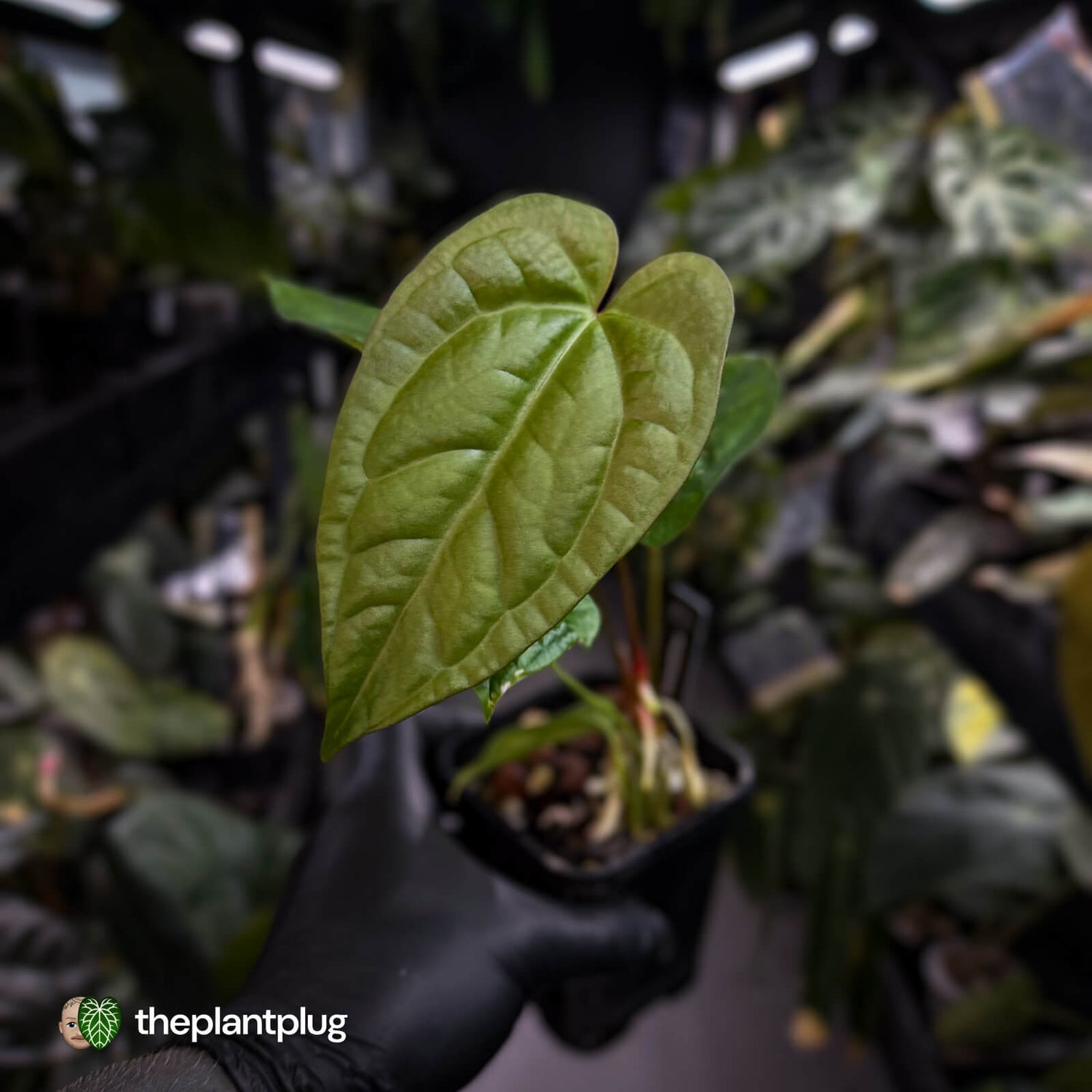 Anthurium crystallinum x 'Guatemalan NOID'