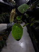 Anthurium papillilaminum hybrid 'Dropbear' x unknown • red veins