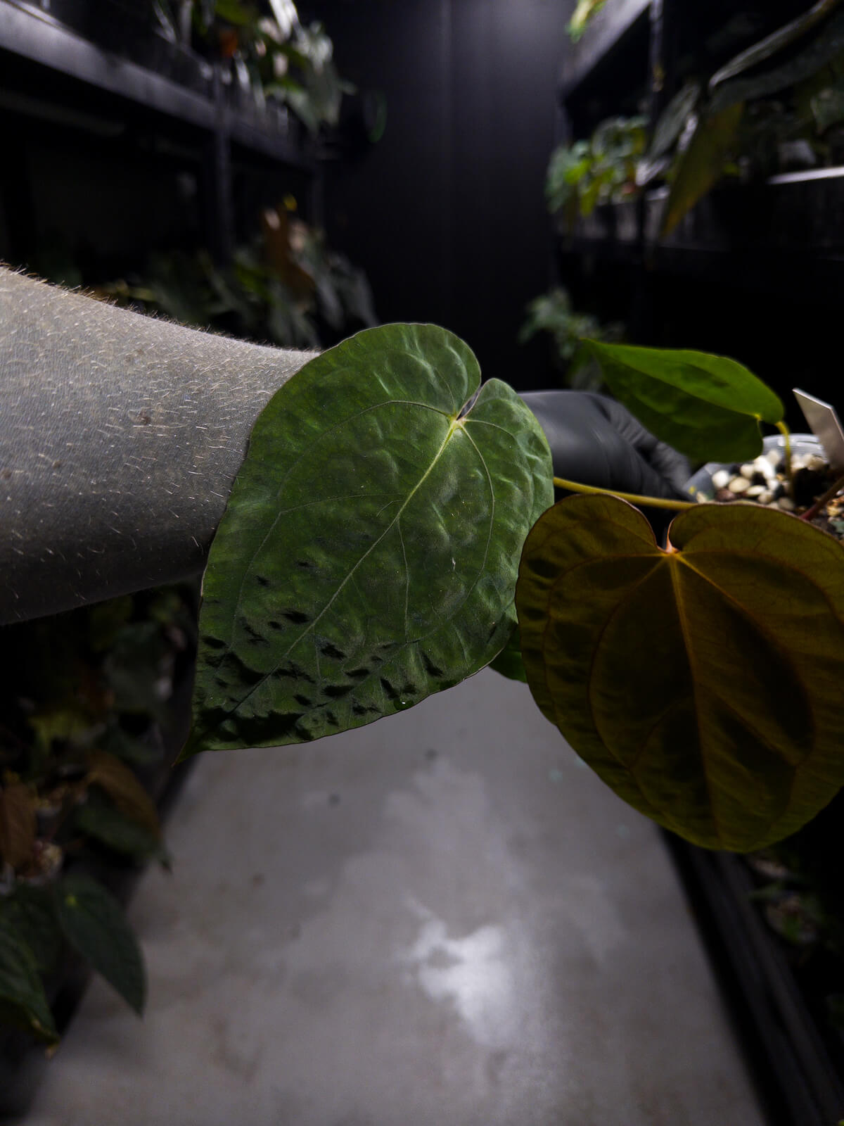 Anthurium papillilaminum hybrid 'Dropbear' x unknown • red veins