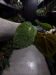 Anthurium papillilaminum hybrid 'Dropbear' x unknown • red veins