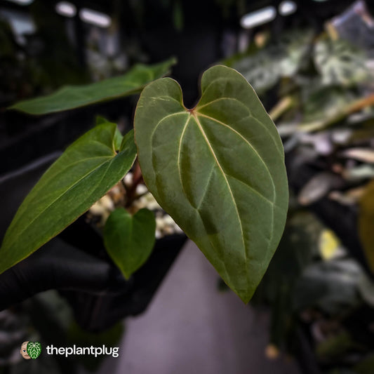 Anthurium besseae aff x kunayalense