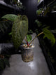 Anthurium papillilaminum hybrid 'Dropbear' x unknown • red veins