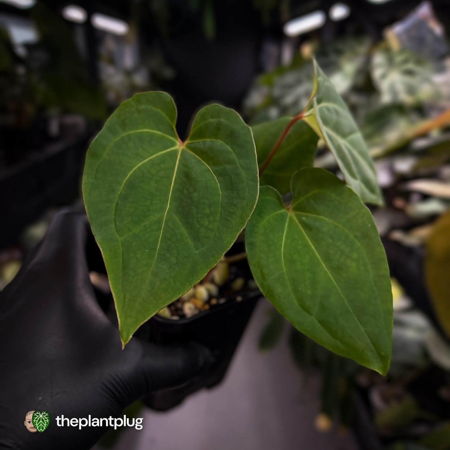 Anthurium besseae aff x kunayalense