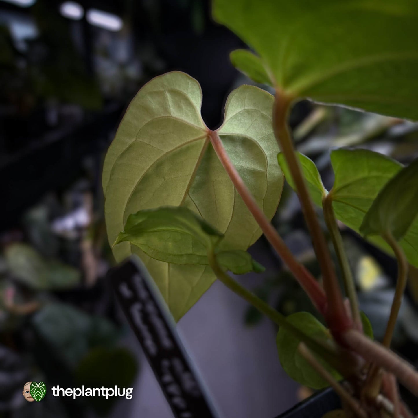 Anthurium besseae aff x kunayalense