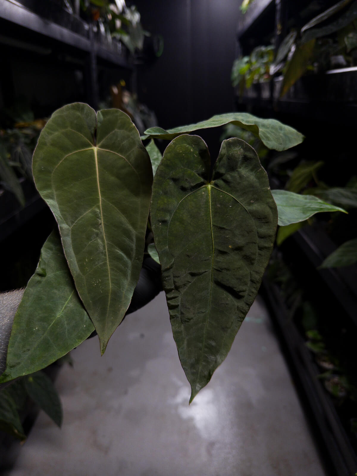 Anthurium #Moloch • #TwinPhoenix 'Narrow' x 'Dropbear'