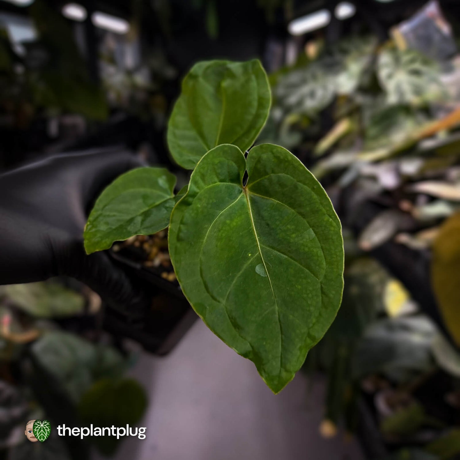 Anthurium besseae aff x kunayalense