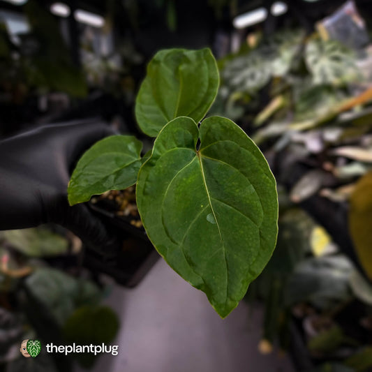 Anthurium besseae aff x kunayalense