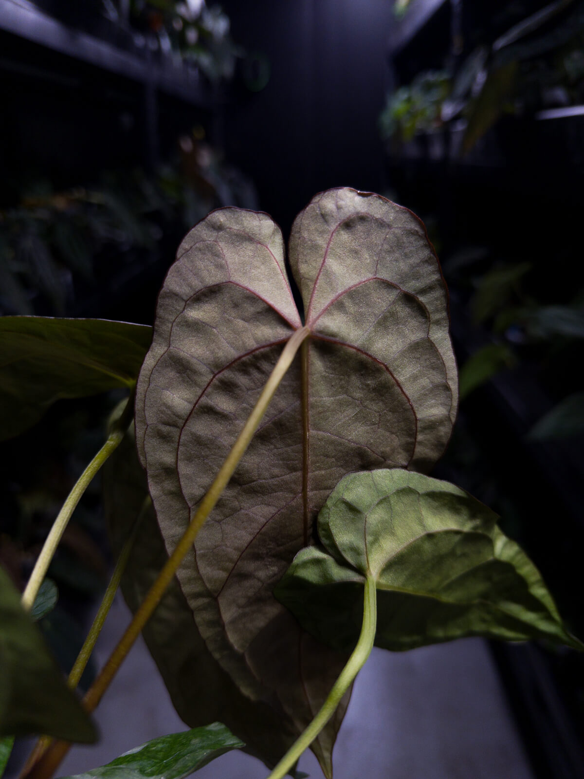 Anthurium #Moloch • #TwinPhoenix 'Narrow' x 'Dropbear'