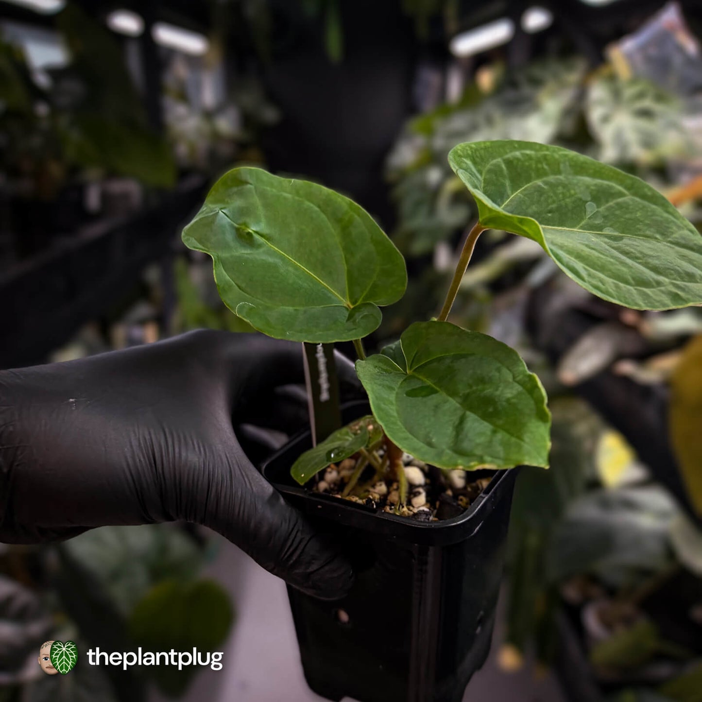 Anthurium besseae aff x kunayalense