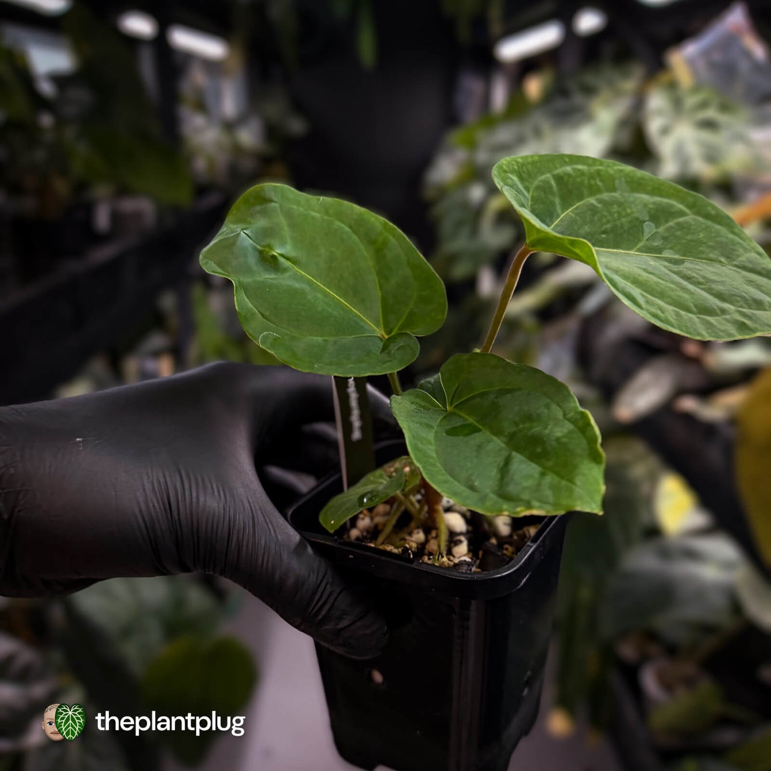 Anthurium besseae aff x kunayalense