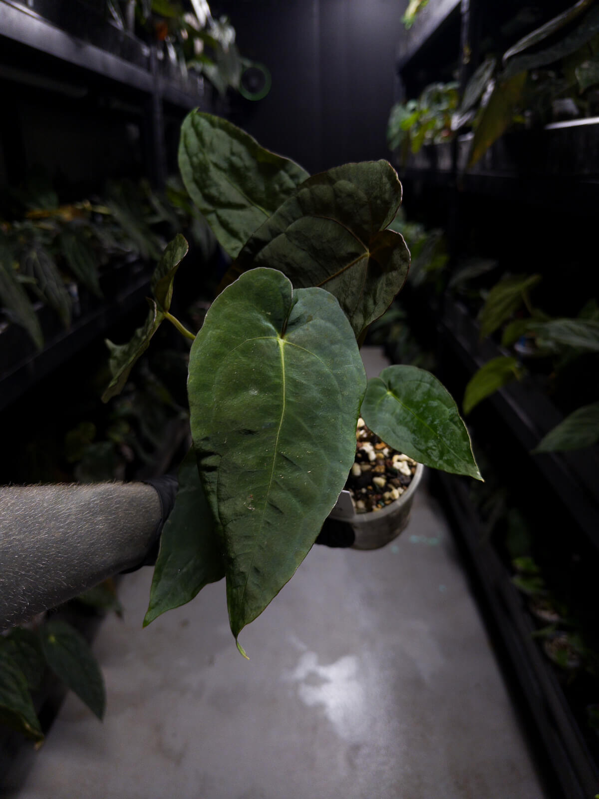 Anthurium #Moloch • #TwinPhoenix 'Narrow' x 'Dropbear'