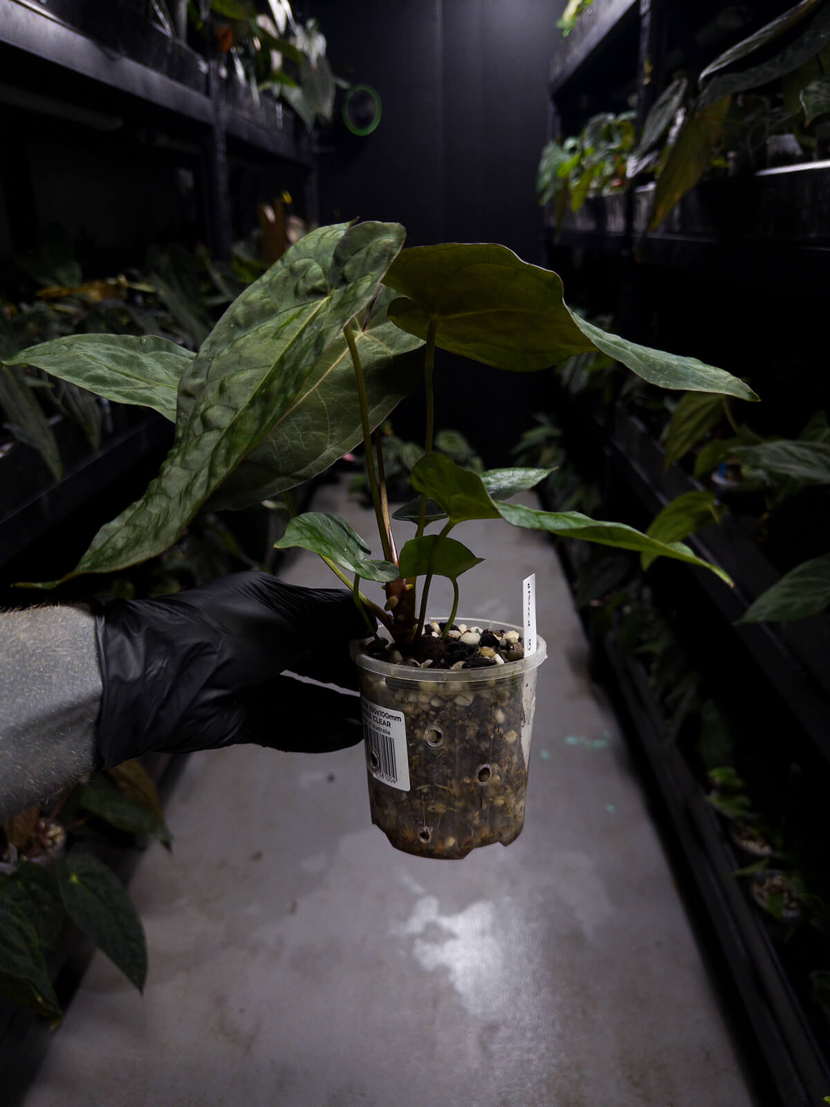 Anthurium #Moloch • #TwinPhoenix 'Narrow' x 'Dropbear'